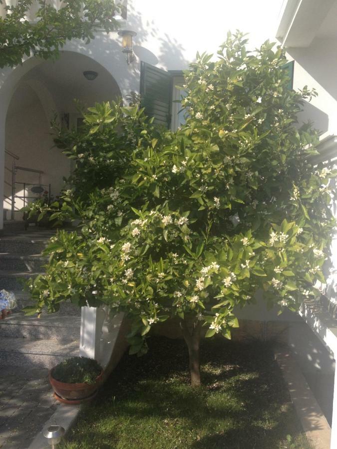 Apartmani Vukicevic Vodice Dış mekan fotoğraf